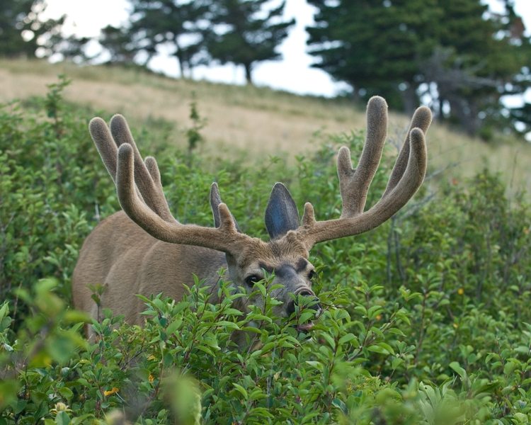 Big Picture Research for Mule Deer - Rokslide