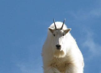 Mountain Goat