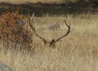 Elk Hunting 4 Success