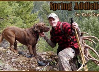 Spring Addiction ross1