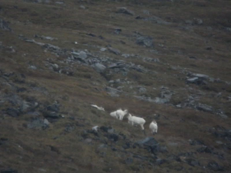 pic 6 sheep