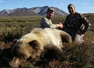 Judging Brown and Grizzly Bears boar1