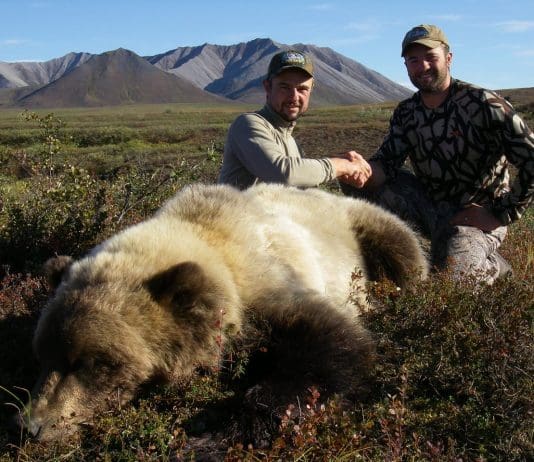 Judging Brown and Grizzly Bears boar1