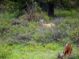 Hunting for Photos doemulie