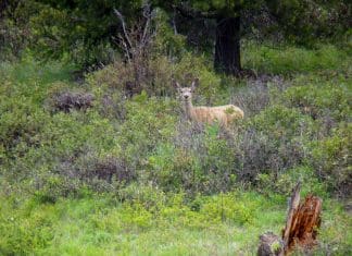 Hunting for Photos doemulie