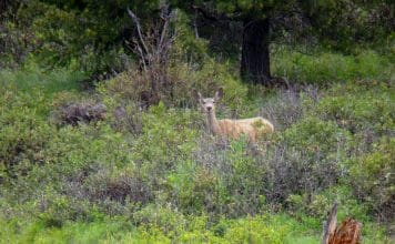 Hunting for Photos doemulie