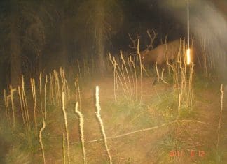 Public Land Elk Hang-ups Photo by Ross Russell