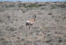 Antelope Territory dsc 0318