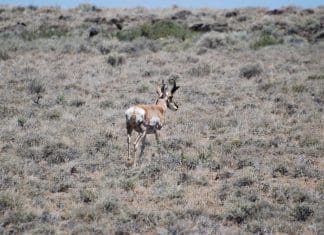 Antelope Territory dsc 0318