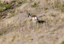 Speed Judging Speed-Goats judgeme700