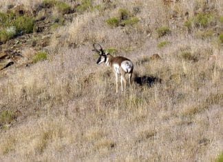 Speed Judging Speed-Goats judgeme700