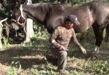 Got Harses? The Picket Stake