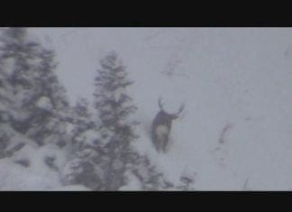 Backcountry Rifle Mule Deer Hunt: Day 10