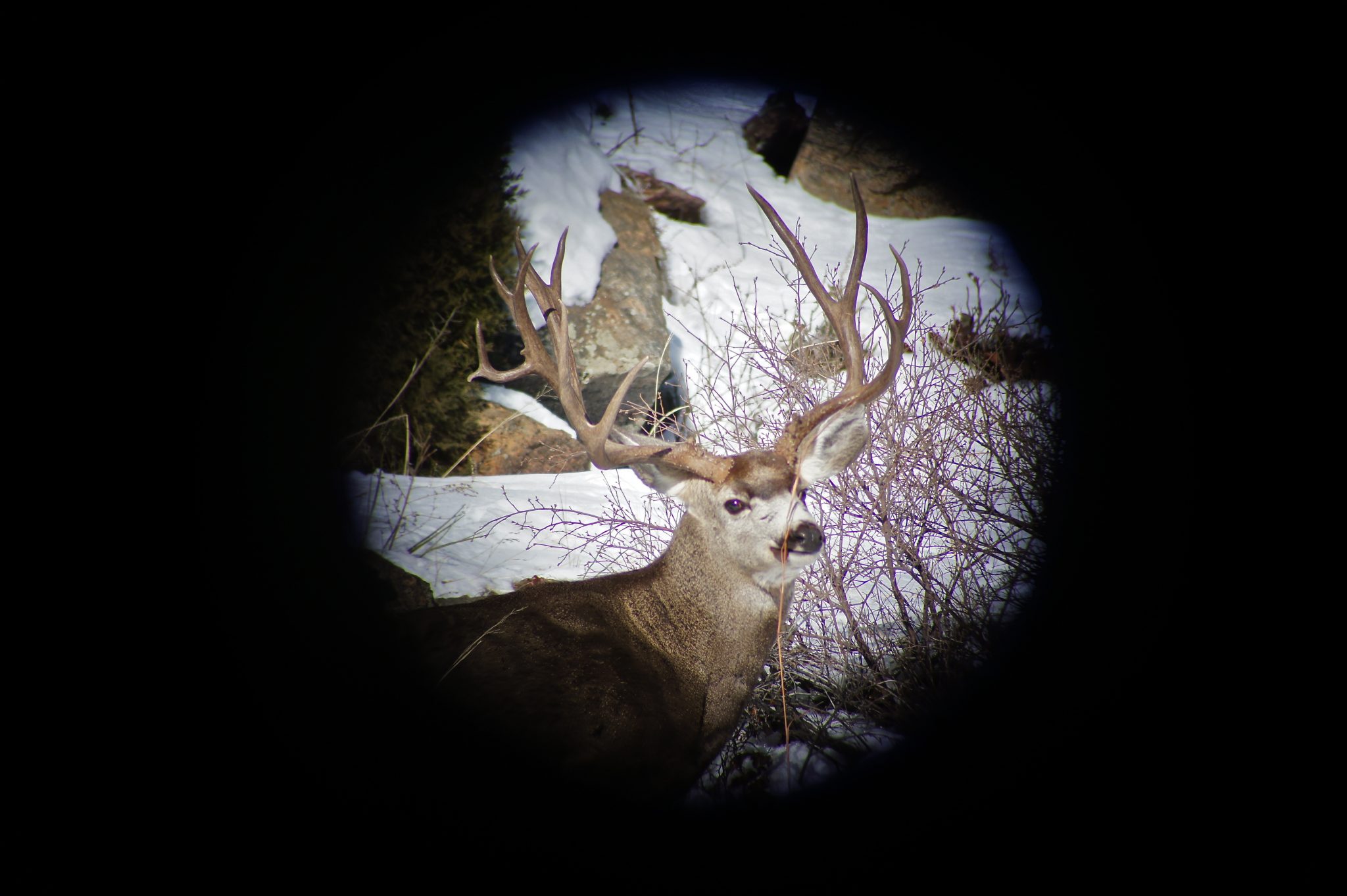 Digiscoping is a great way to document the animals you see scouting and on your hunt