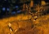Killing Big Mule Deer: The Where or the How? 9162735_ml.jpg