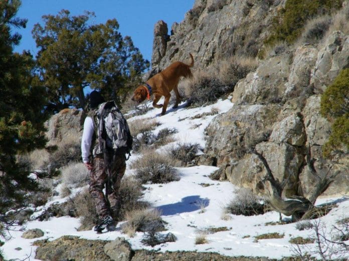 Bryan and Mitch hunting Lion in Nevada