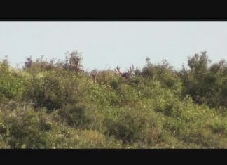 Killing Big Mule Deer: Still-Hunting