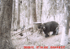 Best Bear Baiting Tips BigBearBarrel