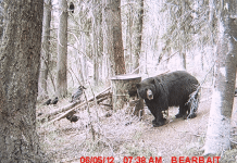 Best Bear Baiting Tips BigBearBarrel