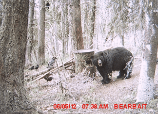 Best Bear Baiting Tips BigBearBarrel