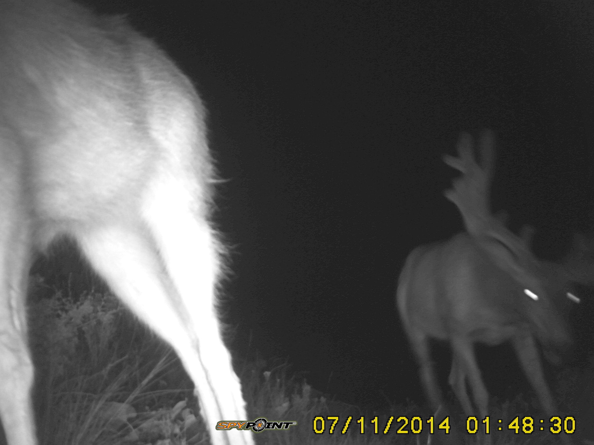 Trail-Cam-in-saddle-July-2014-085.jpg