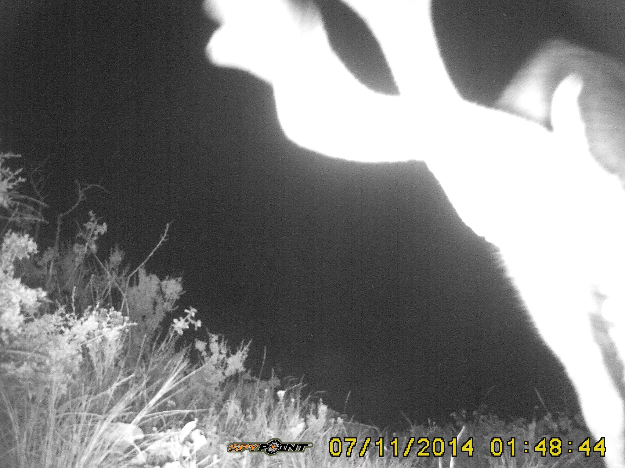 Trail-Cam-in-saddle-July-2014-086.jpg