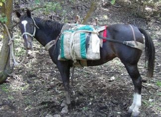 Jalapeño Live Hunt Day 1-2 DSC00799.JPG