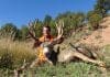 Live from Colorado, It’s Deer Season! DSC00315.JPG