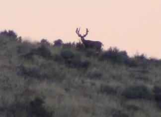 Jalapeño Live Hunt Day 10- The End (for now) DSC00835.JPG