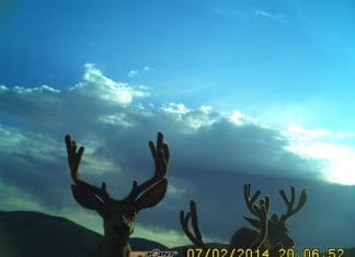 Jalapeño Live Hunt Day 11 Trail-Cam-in-saddle-July-2014-004.jpg