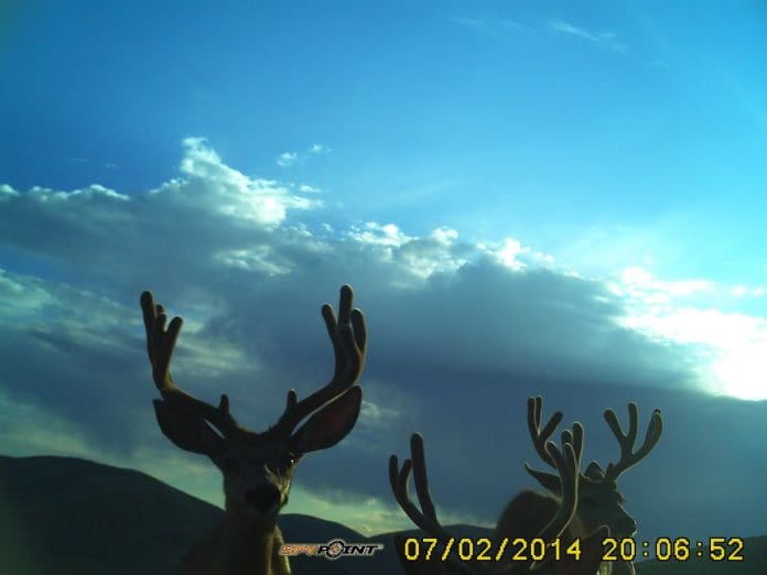 Trail-Cam-in-saddle-July-2014-004.jpg