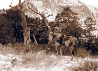 Got Harses? Training for Steep Country Charlie-ready-for-blog.jpg