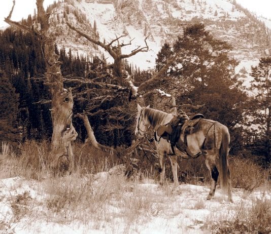 Got Harses? Training for Steep Country Charlie-ready-for-blog.jpg