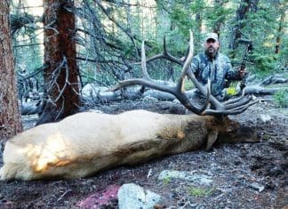 The Bulls of Horseshoe Mountain, Part I RightBackView c