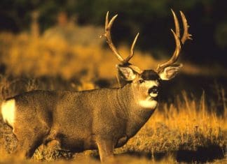 Research Services—Worth the Cost? 6382283_m.jpg