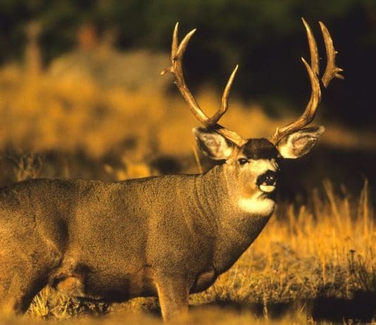 Research Services—Worth the Cost? 6382283_m.jpg