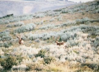 Why I Lab-Age Mule Deer Bucks-August-09-2-midtones-adjusted.jpg