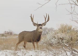 Killing Big Mule Deer: Focus Big-Wintering-Buck.jpg