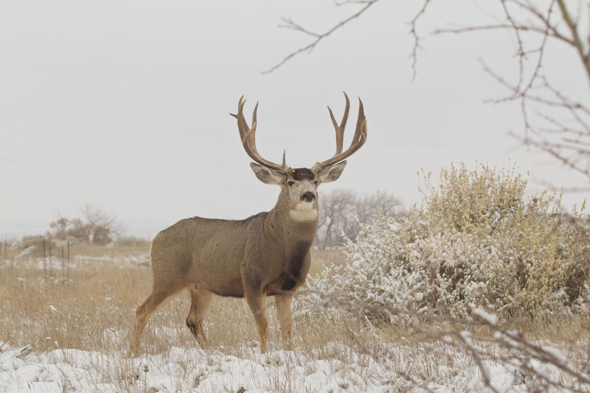 Big Mule Deer Bucks