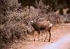 Killing Big Mule Deer: Faulty Thinking Buck-crossing-road.jpg