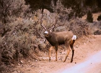 Killing Big Mule Deer: Faulty Thinking Buck-crossing-road.jpg