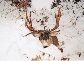 Killing Big Mule Deer: Finding Big Buck Country IMG_20150209-142238_1.jpg