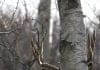 Killing Big Mule Deer: Your Number One Skill Buck-Hiding-from-Rod-Sinclair-3-3-15.jpg