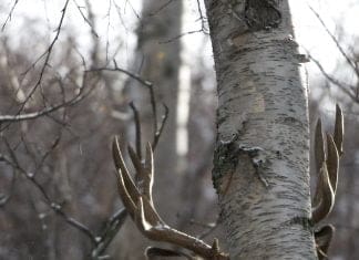 Killing Big Mule Deer: Your Number One Skill Buck-Hiding-from-Rod-Sinclair-3-3-15.jpg