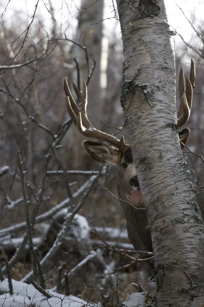 Buck-Hiding-from-Rod-Sinclair-3-3-15.jpg Buck-Hiding-from-Rod-Sinclair-3-3-15.jpg