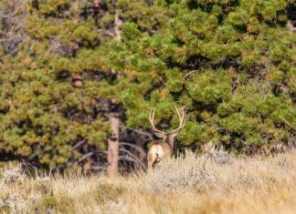 Killing Big Mule Deer: Know Your Area Buck-Walking-into-Timber.jpg