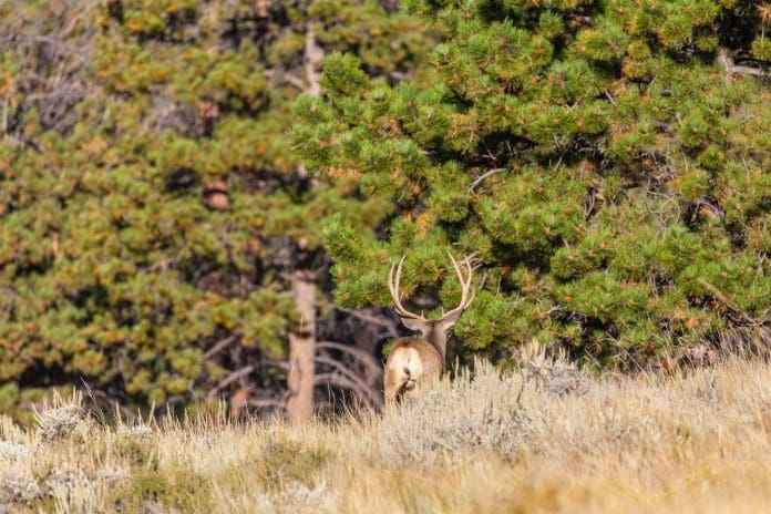 Buck-Walking-into-Timber.jpg