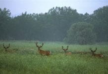 Killing Big Mule Deer: What is a “Big” Mule Deer? Bucks-together.jpg