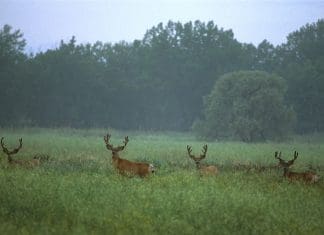 Killing Big Mule Deer: What is a “Big” Mule Deer? Bucks-together.jpg