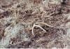 Killing Big Mule Deer: Shed Hunting Drop.jpg
